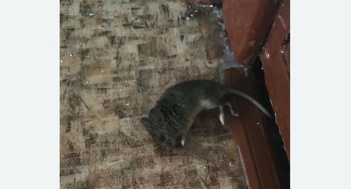 Дезинфекция от мышей в Печатниках города Москвы