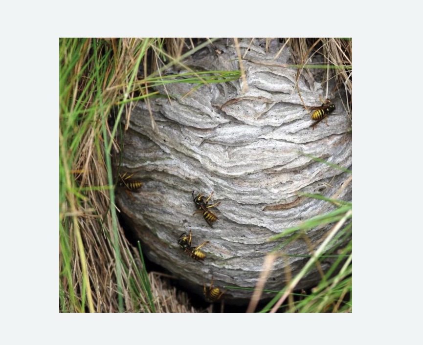 Уничтожение ос и ульев в Печатниках города Москвы